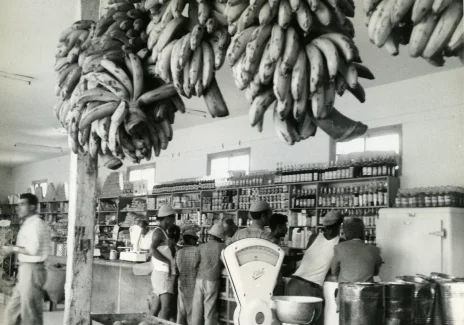 Czarno-białą fotografia wnętrza sklepu. Wypełnione półki. Kolejka przy ladzie. Z sufitu zwisają duże kiście bananów.