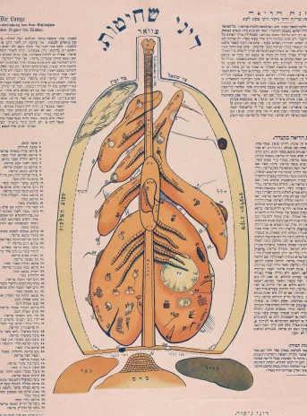 In the middle there is an illustration depicting the digestive system of the animal. On the left and right, the text.